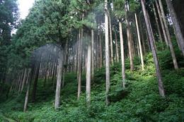 Forest_photo_forest_photo__________