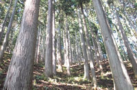 Photo_tpc-thi-lifewithwood-057-photo6