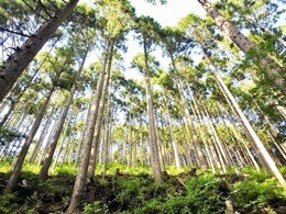 Forest_photo_森林整備計画仕様写真_津山_